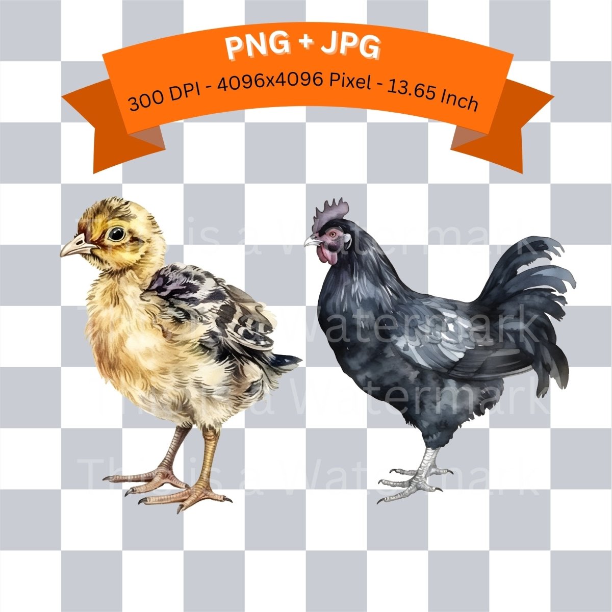 Chicken Watercolor 6+6 PNG Bundle for Sublimation & Clipart - Everything Pixel