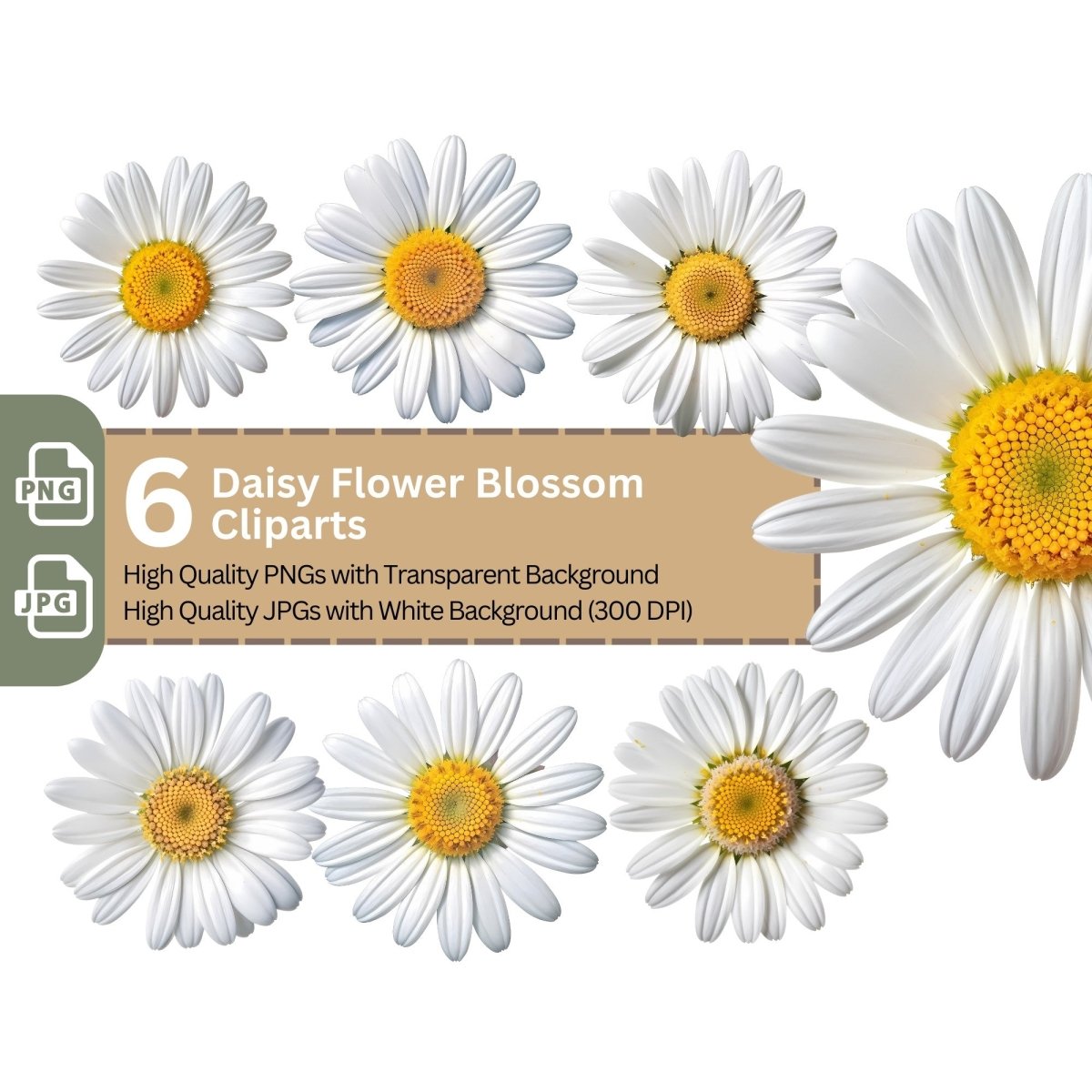 Daisy Blossom 6+6 PNG Clip Art Bundle - Everything Pixel