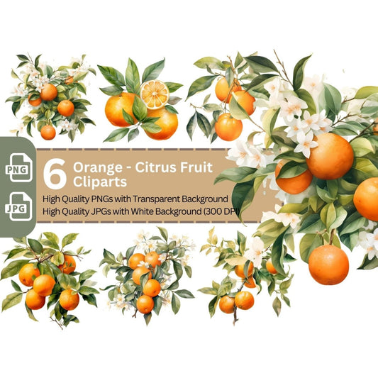 Orange Citrus Fruit Clipart 6 High Quality PNGs Bundle - Everything Pixel