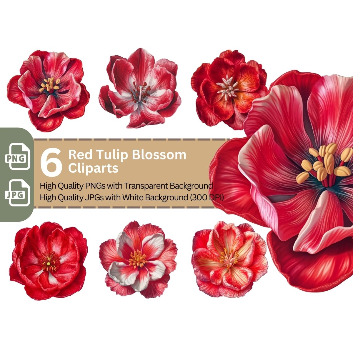 Red Tulip Blossom 6+6 PNG Clipart Bundle, Transparent Background, Photorealistic - Everything Pixel