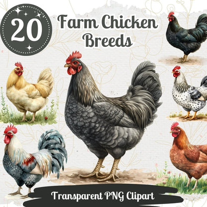 Diverse Farm Chicken Breed Clipart - 20 Transparent PNGs - Everything Pixel