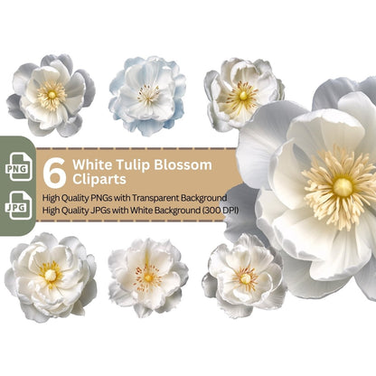 White Tulip Blossom 6+6 PNG Clipart Bundle, Transparent Background, Photorealistic - Everything Pixel