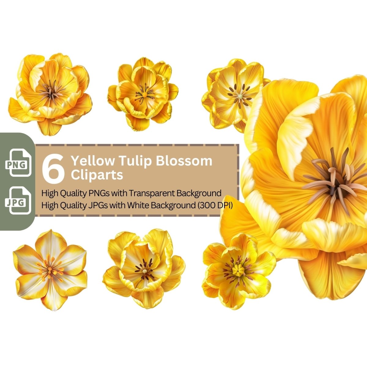 Yellow Tulip Blossom 6+6 PNG Clipart Bundle, Transparent Background, Photorealistic - Everything Pixel